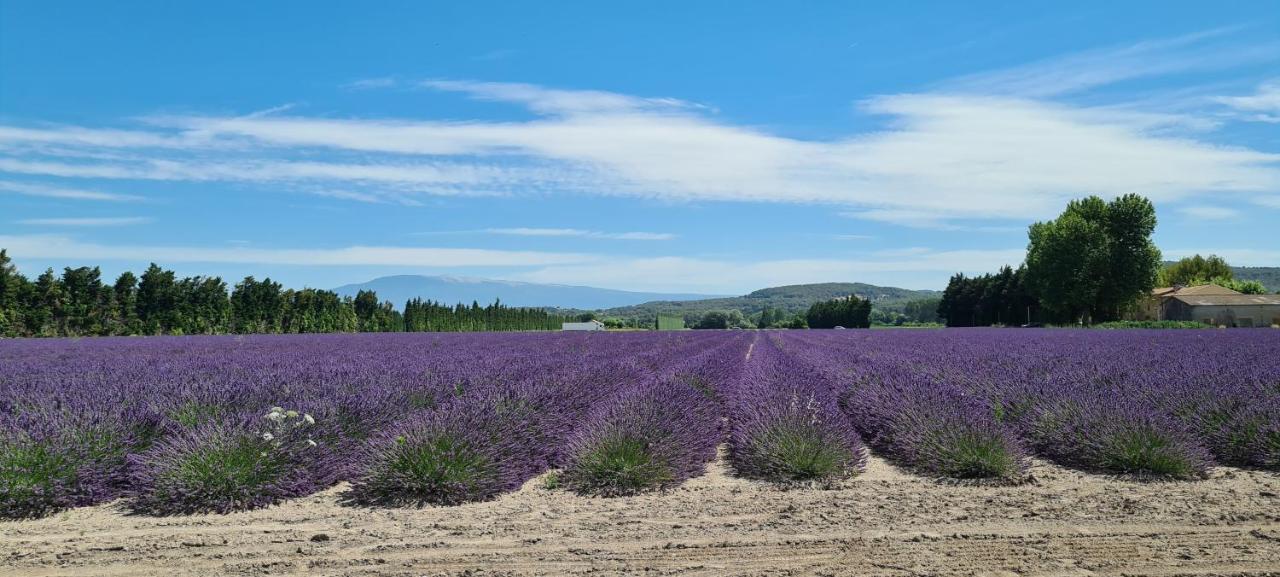 Bed and Breakfast La Bastide Des Arts Saumane-de-Vaucluse Екстер'єр фото
